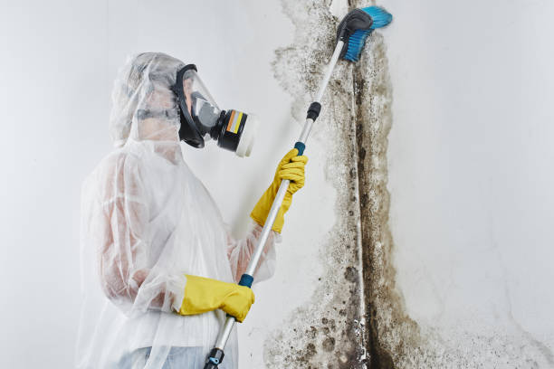 Best Mold Testing and Inspection Services in Quitman, MS