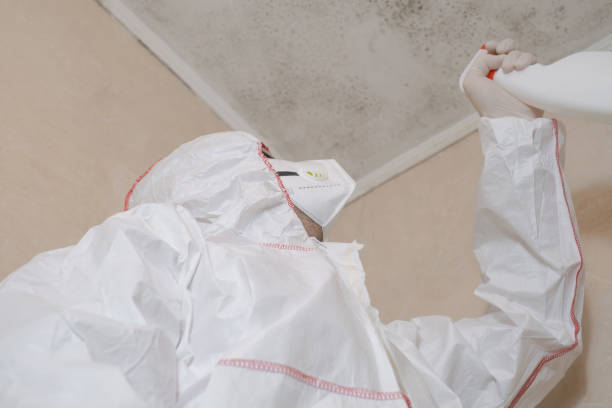 Professional Mold Remediation in Quitman, MS