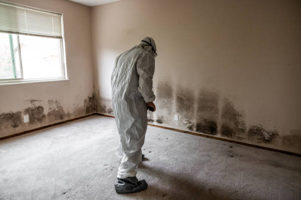 Best Commercial Mold Remediation in Quitman, MS