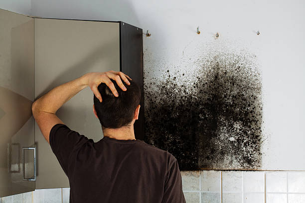 Best HVAC Mold Remediation in Quitman, MS